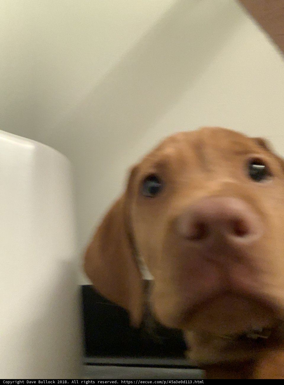 Pensive Pup