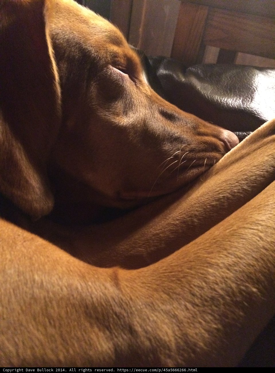 Peaceful Hound