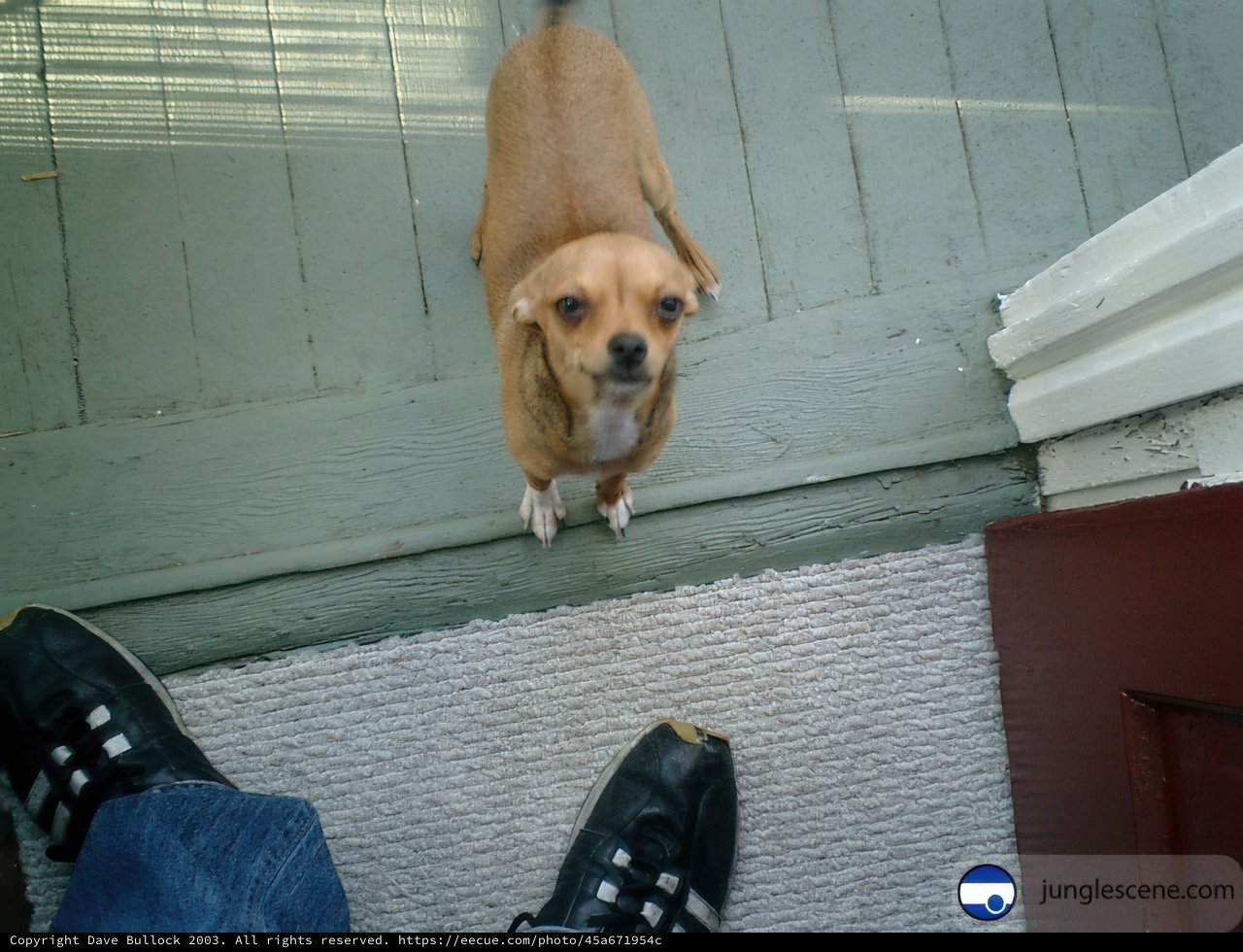 Four Paws and Two Shoes