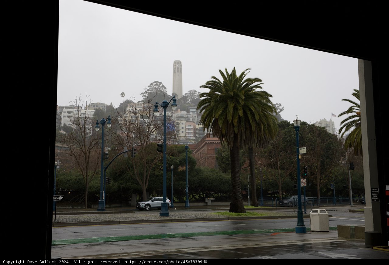 Urban Oasis: A Glimpse of the City