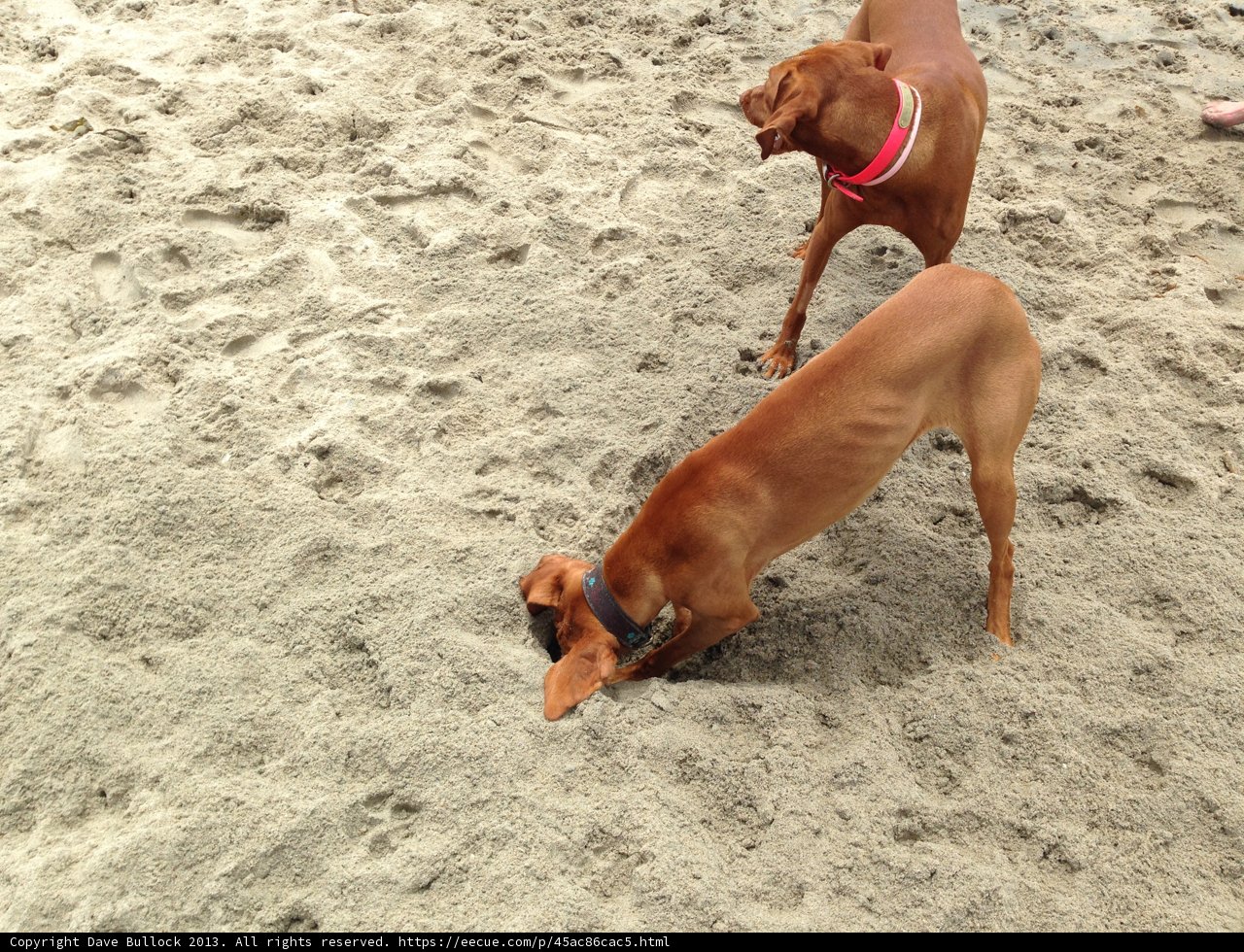Sand-loving Canines