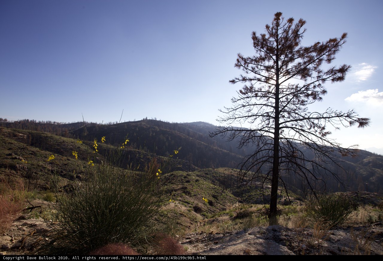 Lone Tree on a Rocky Hillside