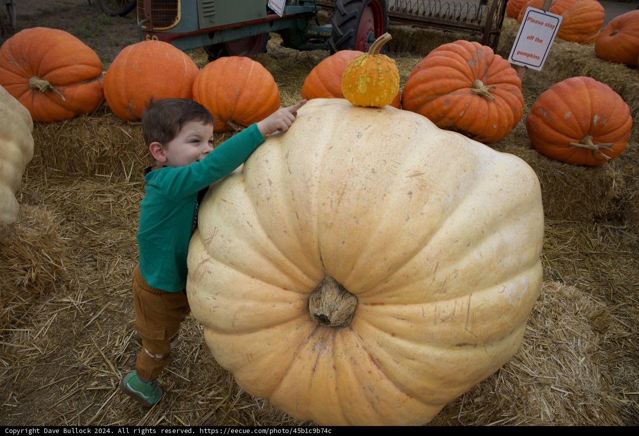 Giant Pumpkin Adventures