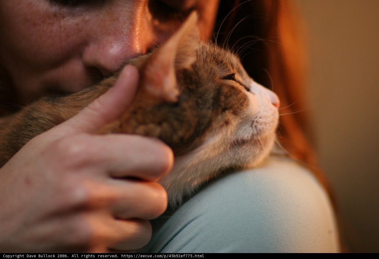 Affectionate Abyssinian