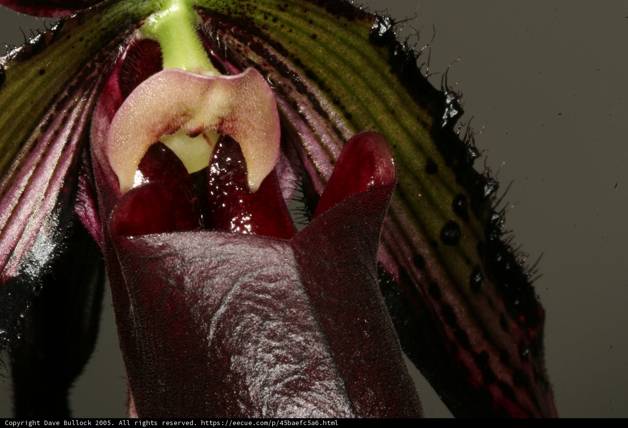 Dark Center Flower