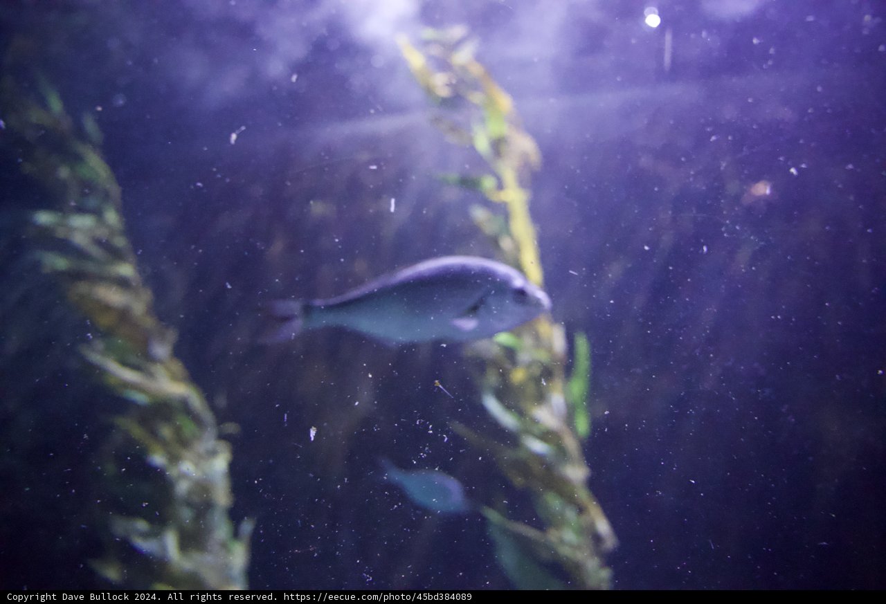 Vibrant Life Beneath the Waves