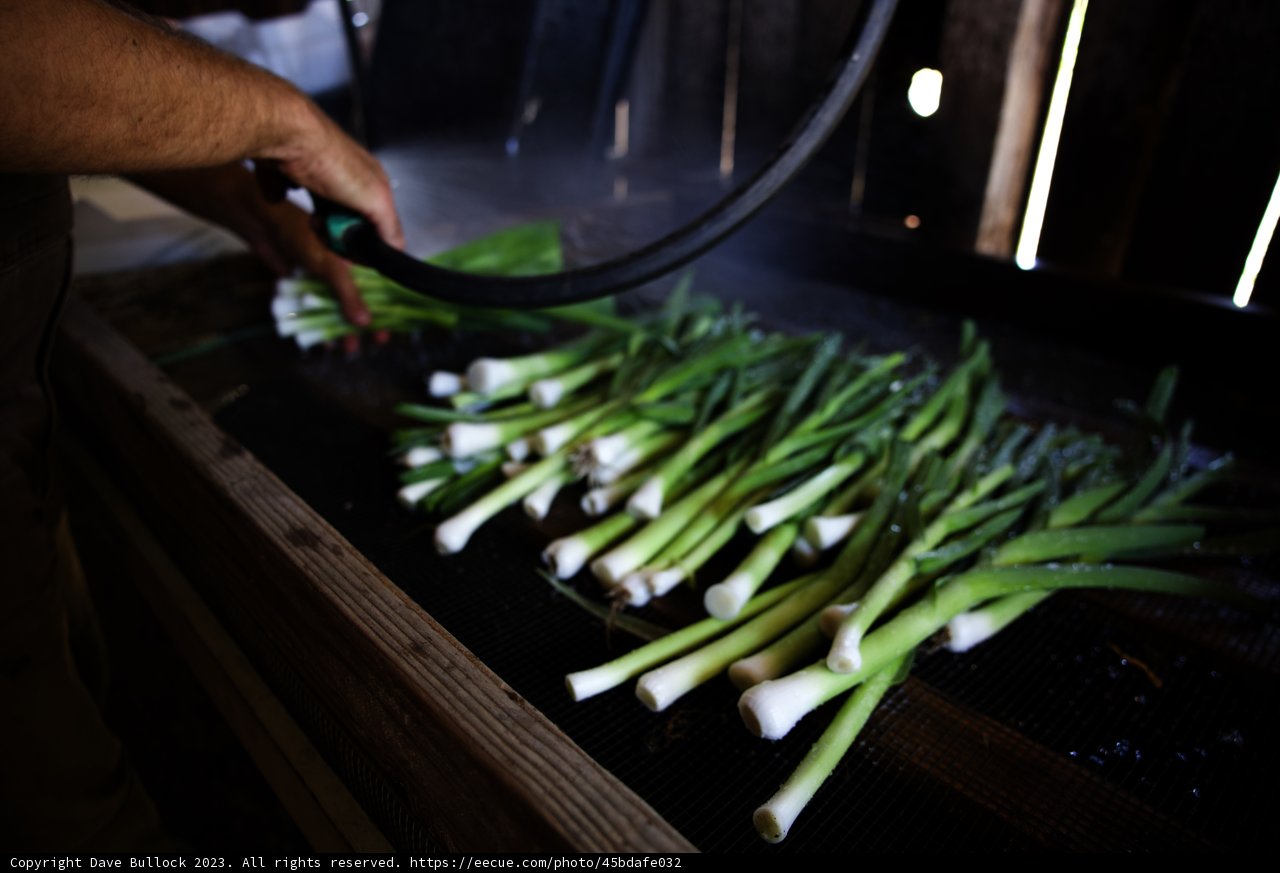 The Art of Washing Green Onions