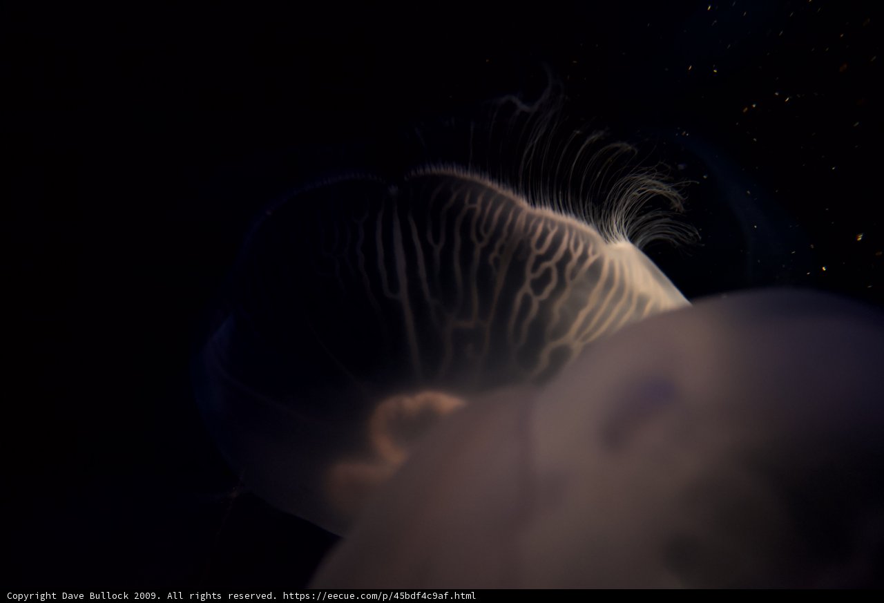 Starry Night Jellyfish
