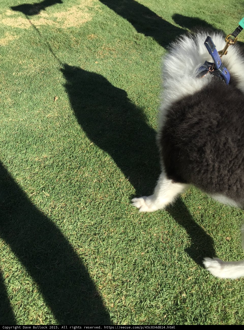 Fluffy Pomeranian on Lawn