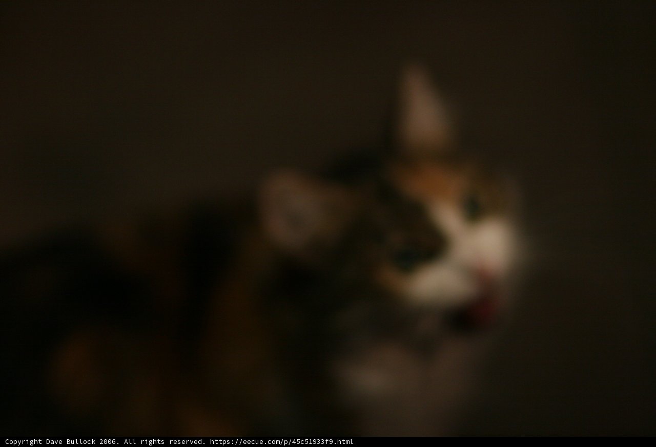 Blurry Furry Feline