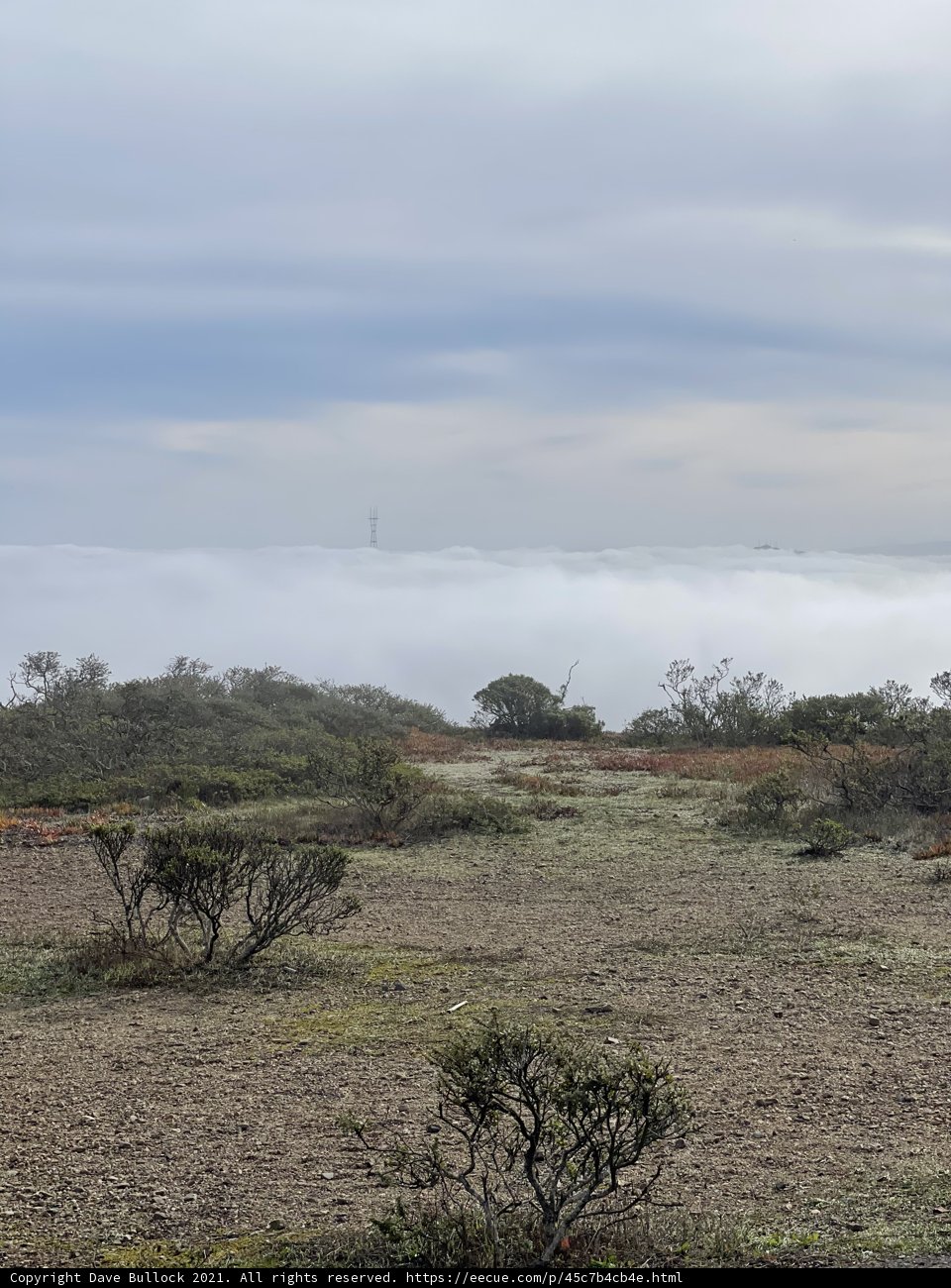 Foggy Savanna