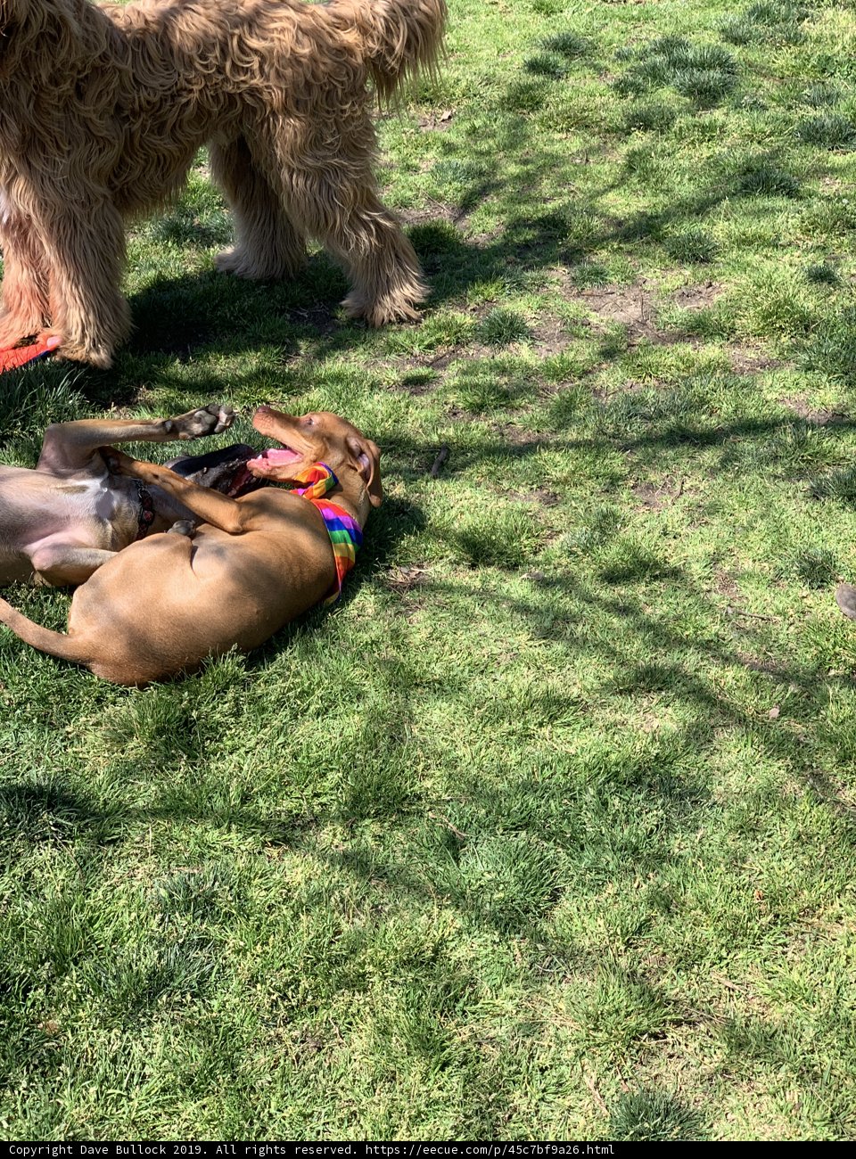 Two Canine Friends Enjoying the Grass at Alice's Dog Park