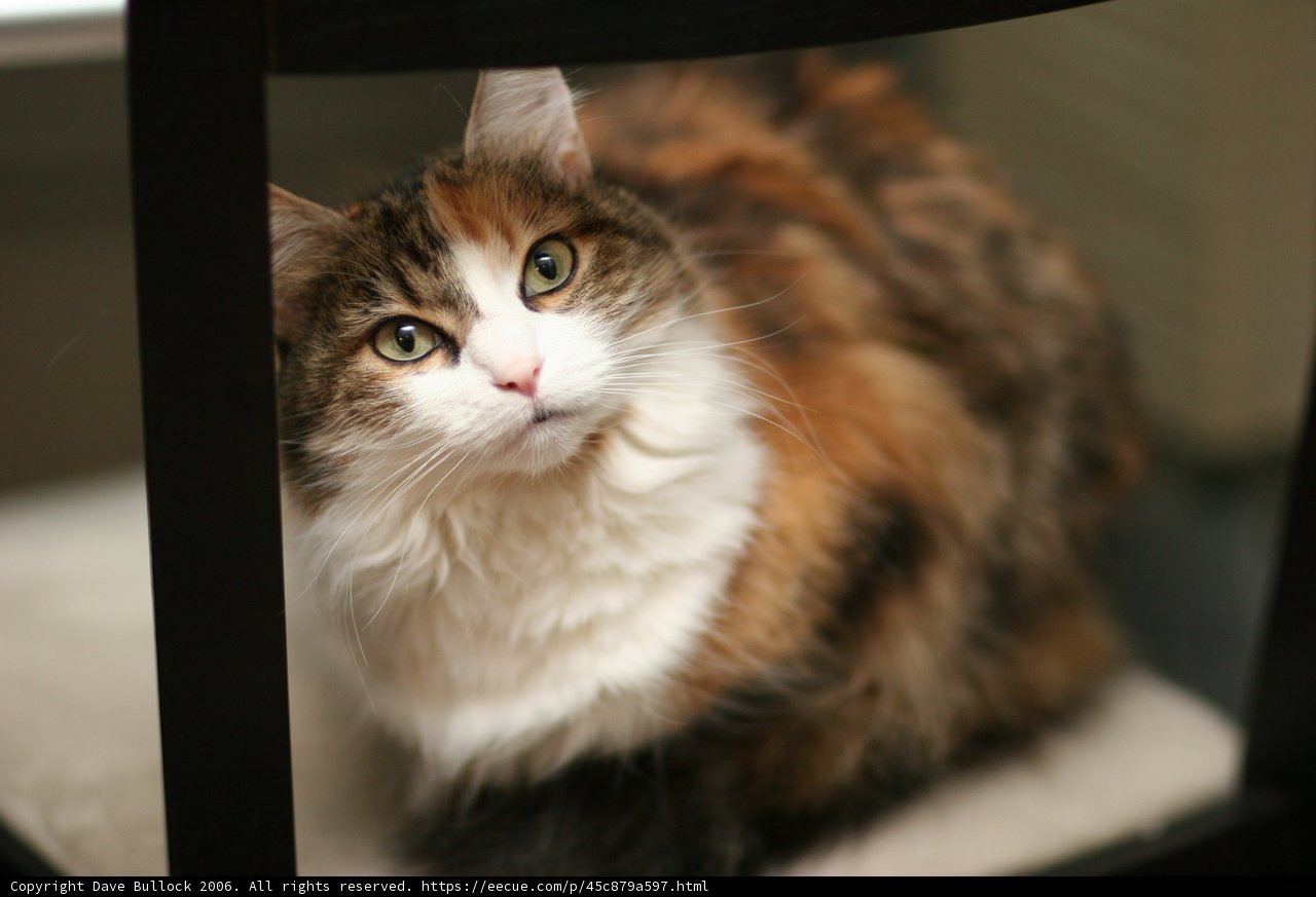 Feline Throne
