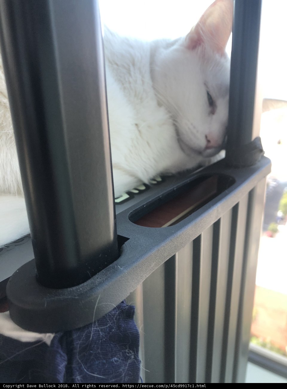 The Serene Life of a White Cat