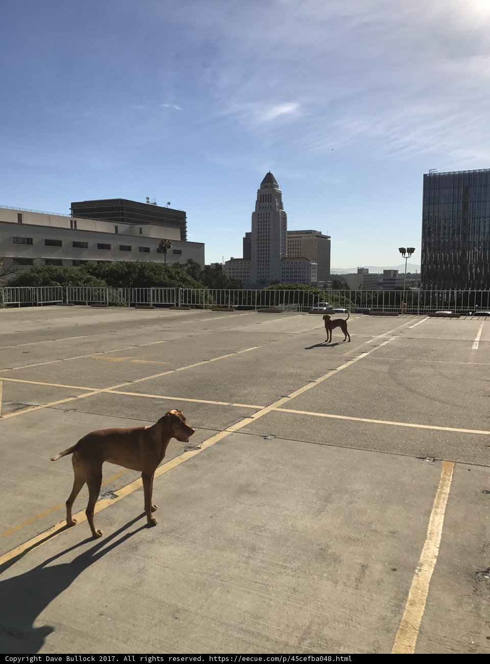 Canine Duo in an Empty Parking Lot