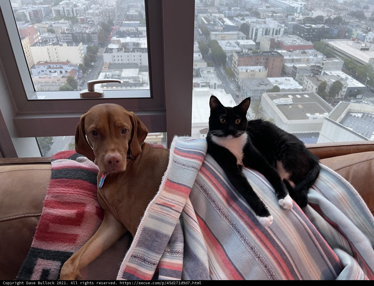Furry Friends