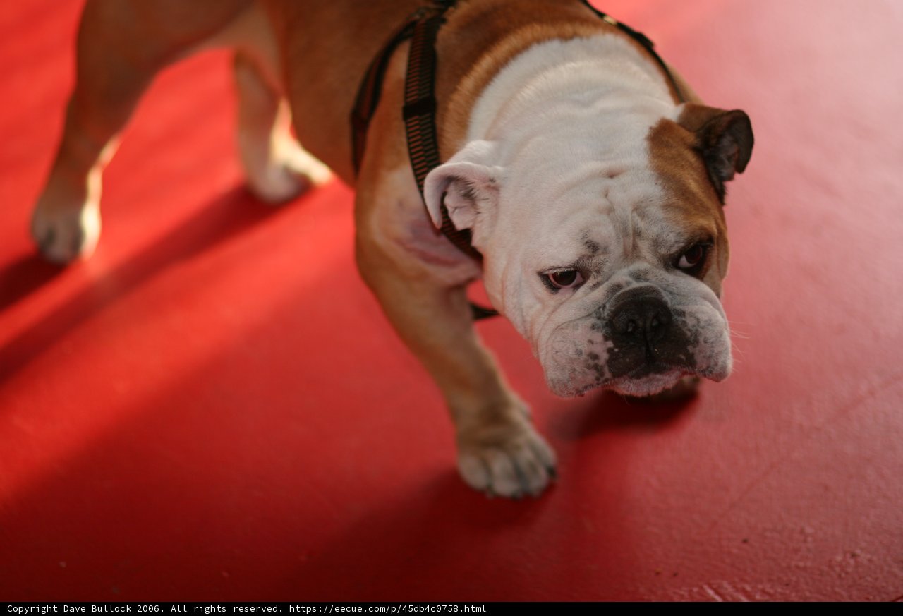 Majestic Bulldog