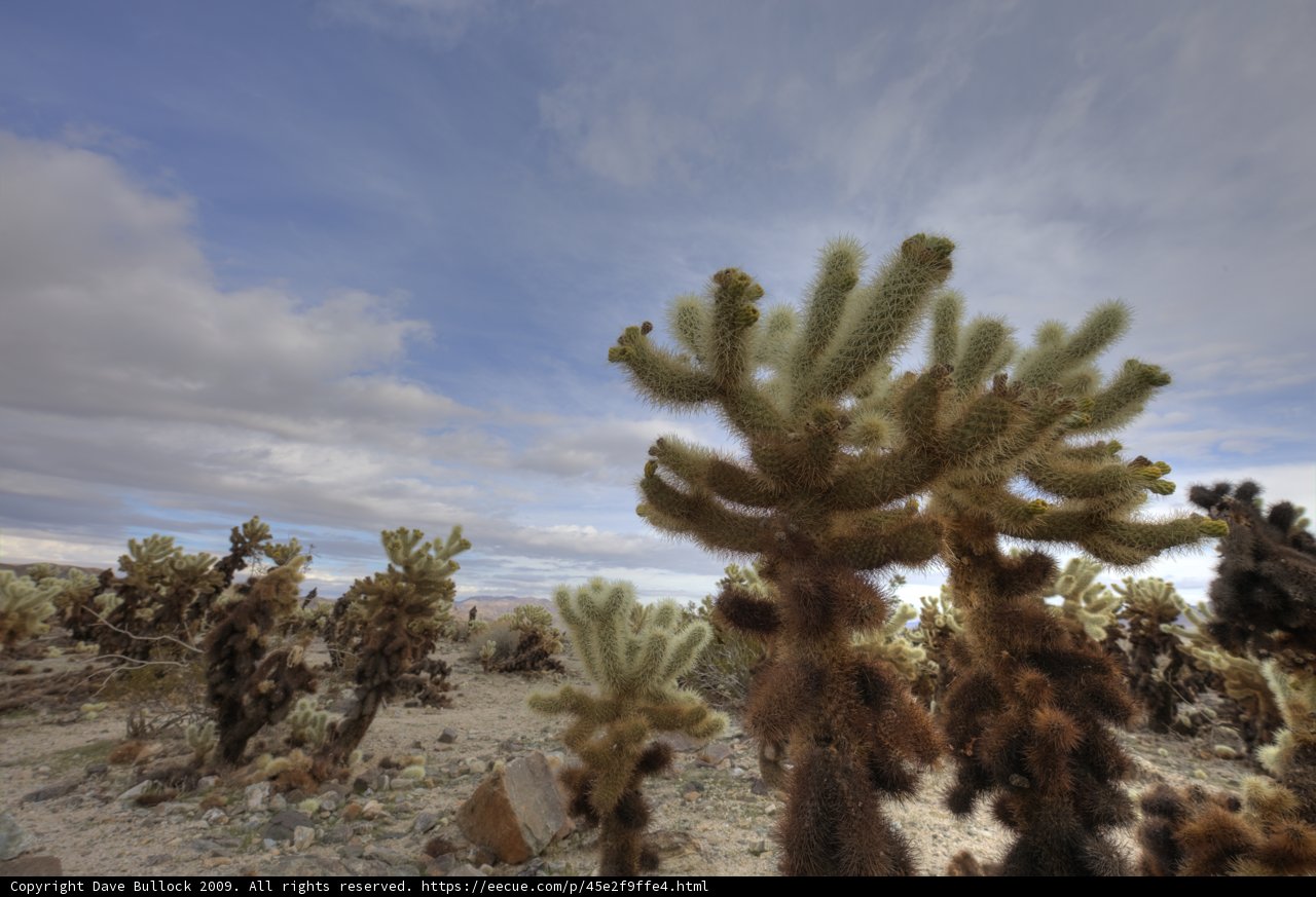 Lone Cactus in a Sunlit Desert