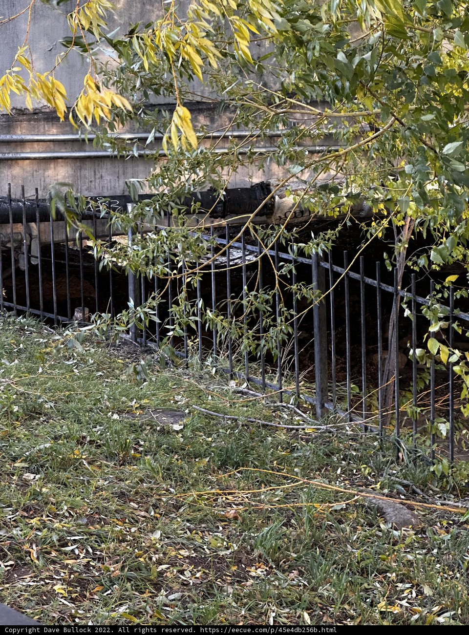 Black Fence and Background Tree