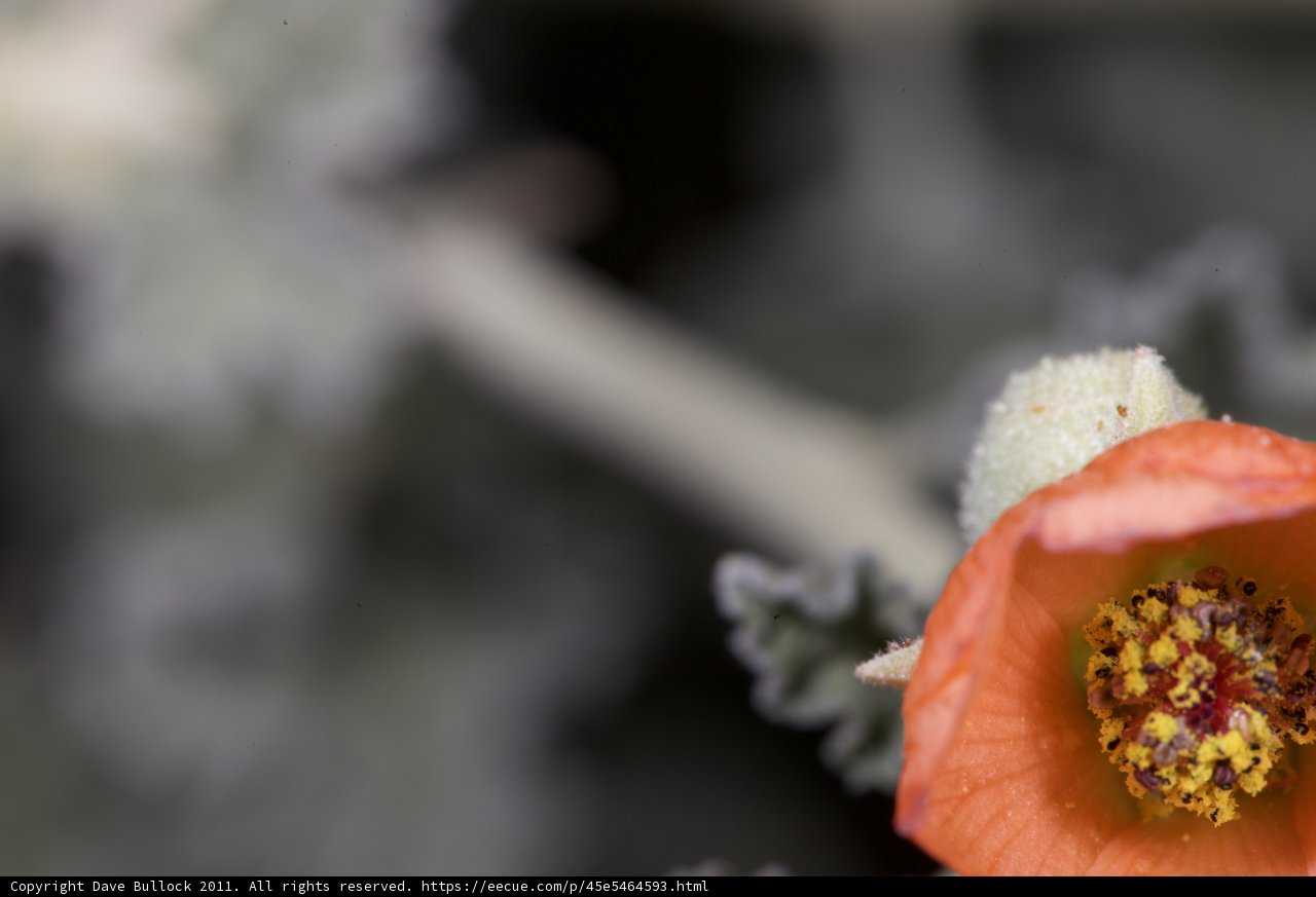 Vibrant Orange Flower