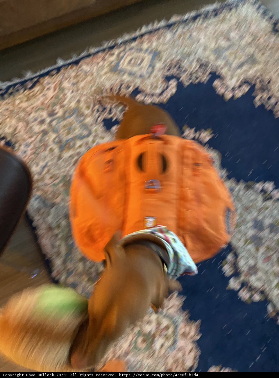 The Adventures of Canine Backpacker