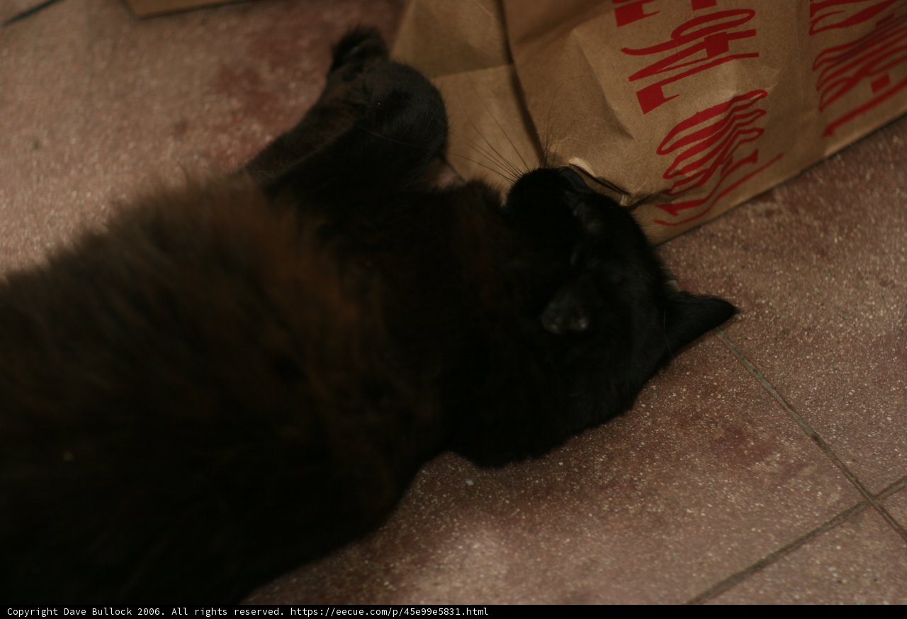 Lazy Cat Nap