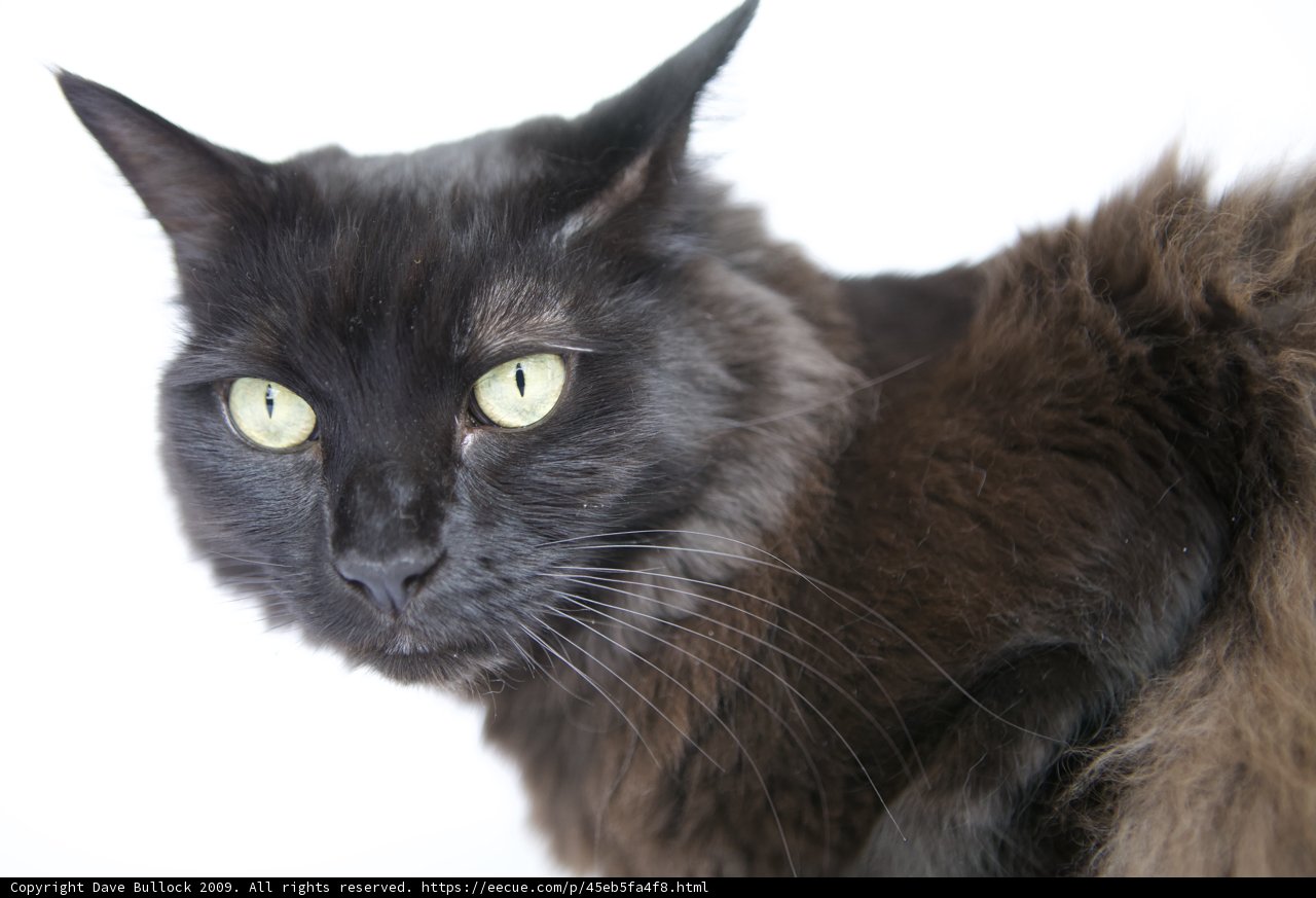 Green-Eyed Hunter