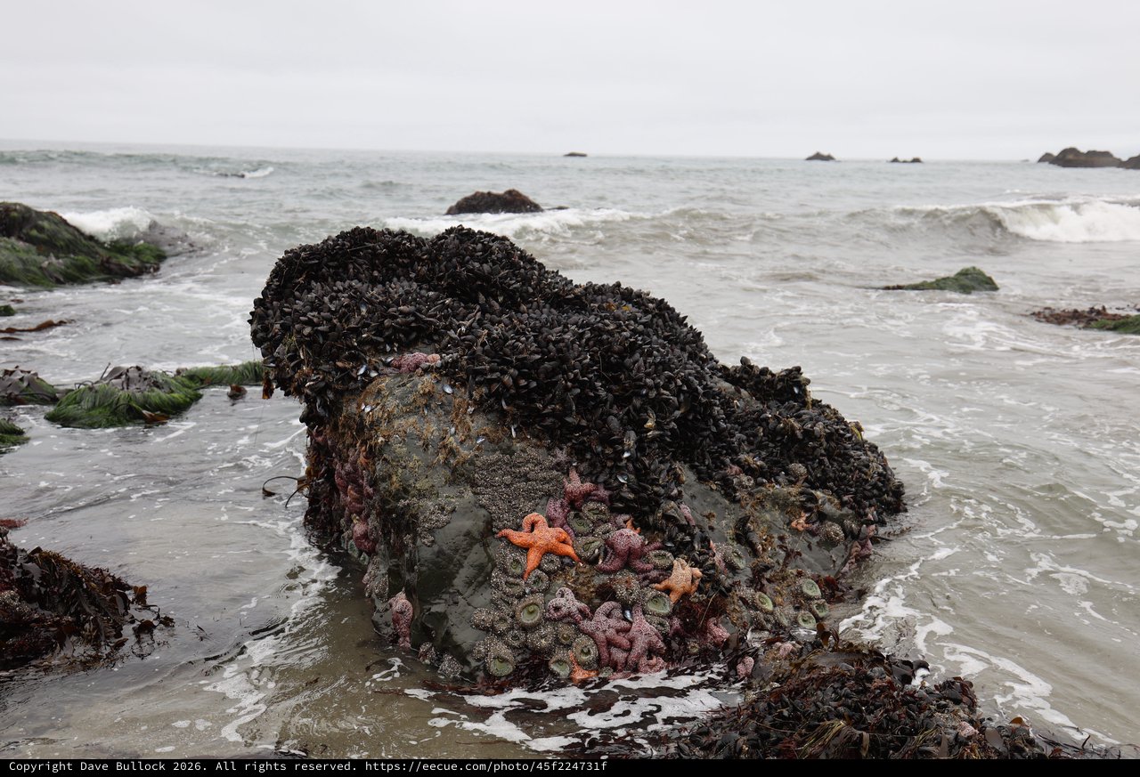 Vibrant Tide Pool Life on Mussel-Covered Rock