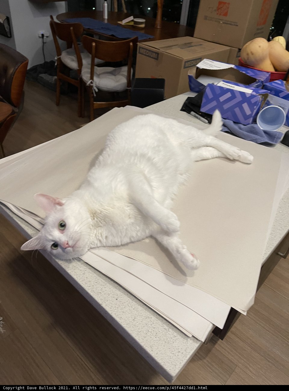 Purrfectly Content