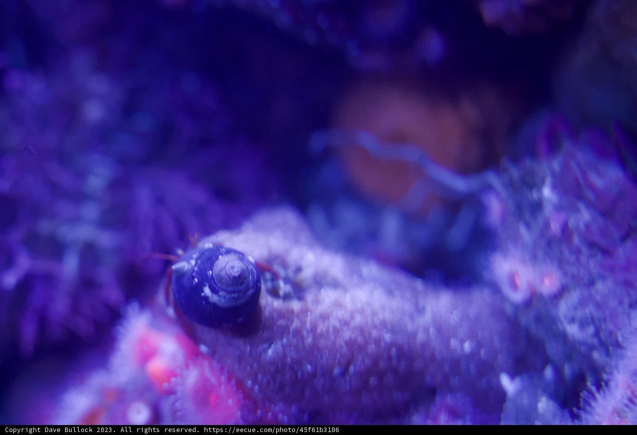 The Purple Spectacle: Sea Anemone Portraiture