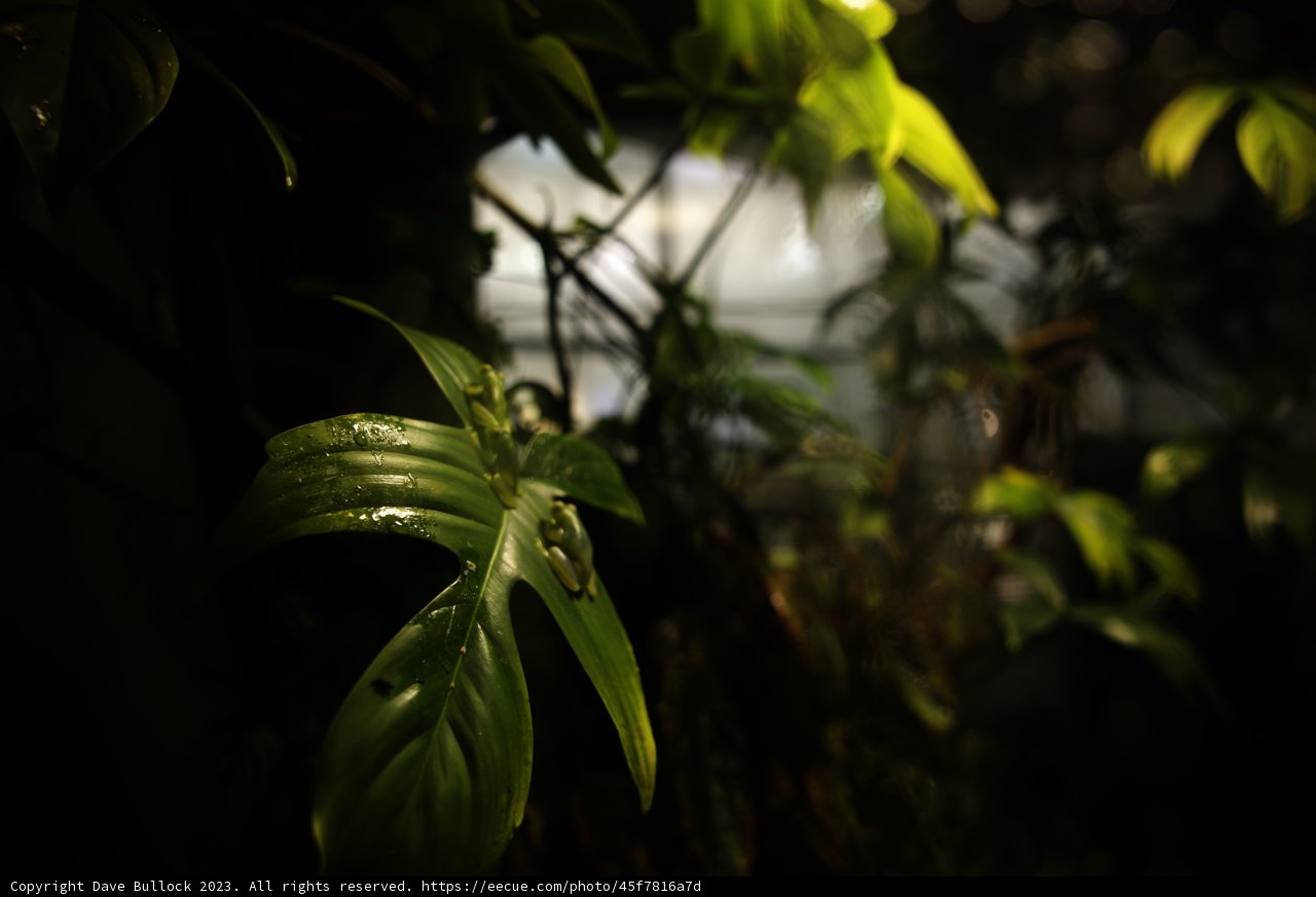 Enchanting Greenery at the California Academy of Sciences