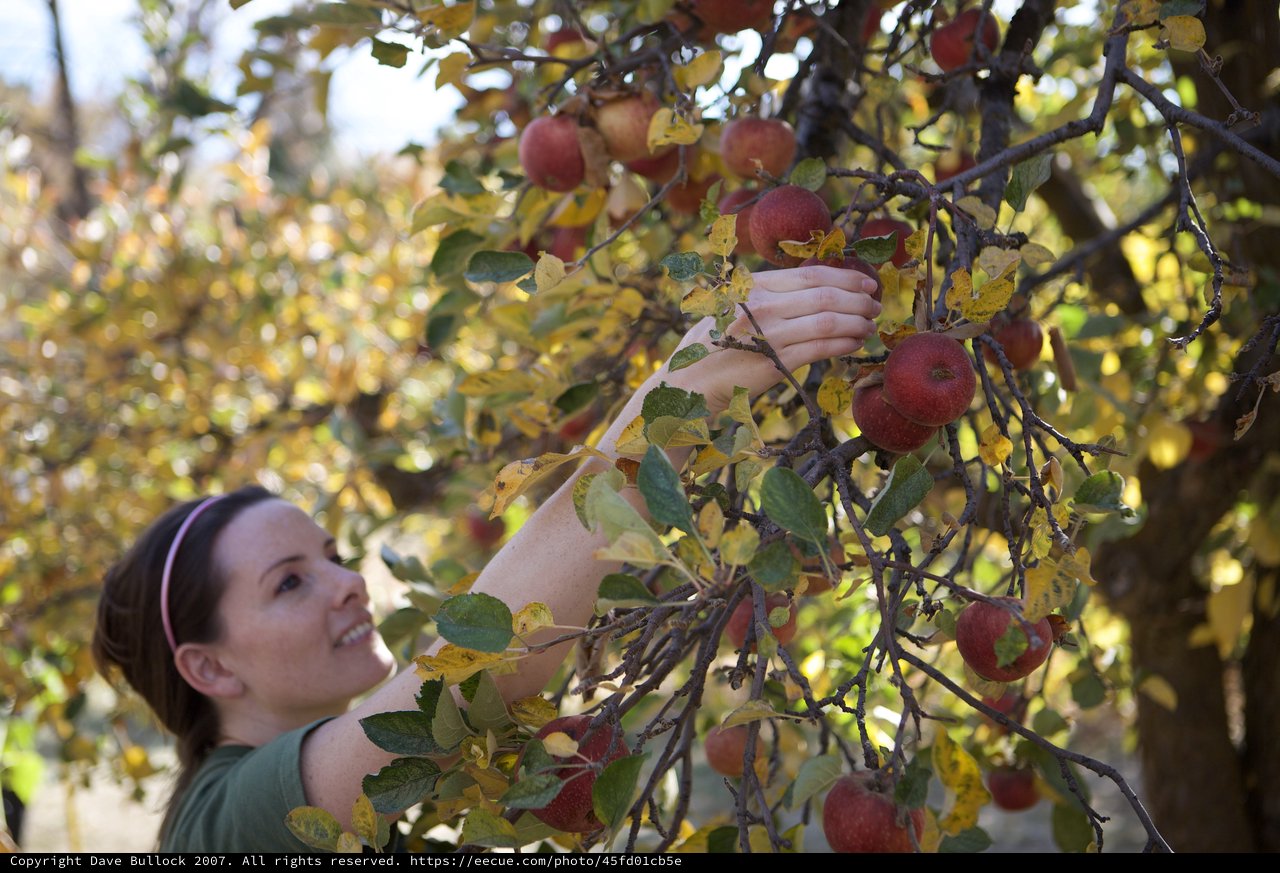 Woman Harvesting Red Apples in Autumn Orchard