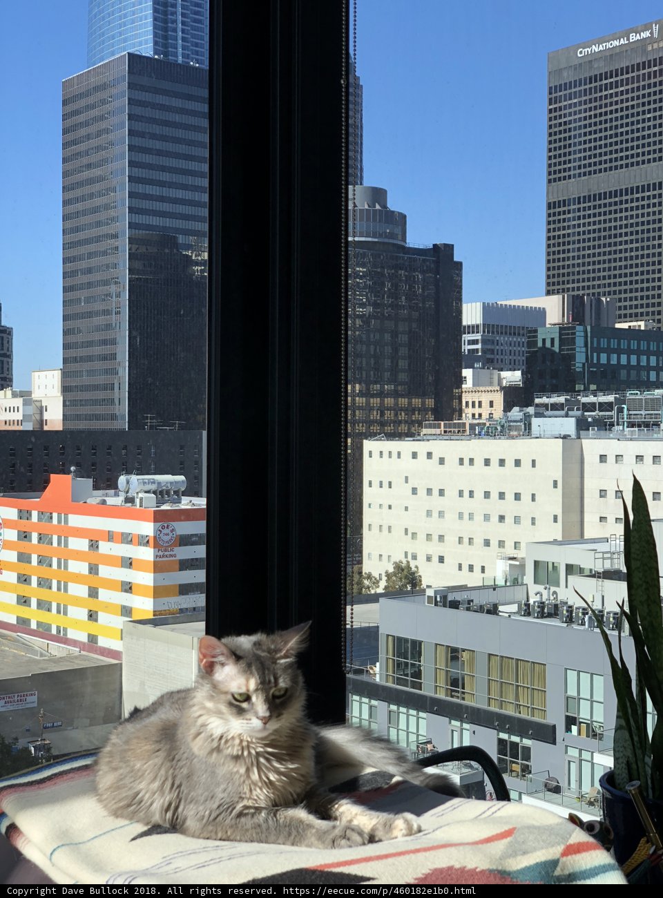 Urban Cat Nap
