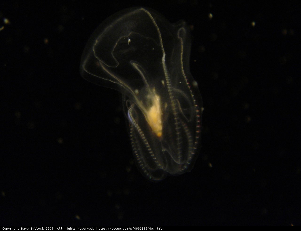 Majestic Jellyfish in the Open Sea