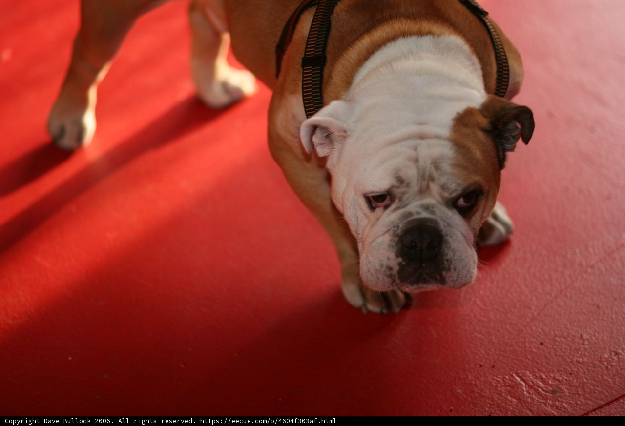 Lovely Bulldog Ready to Walk