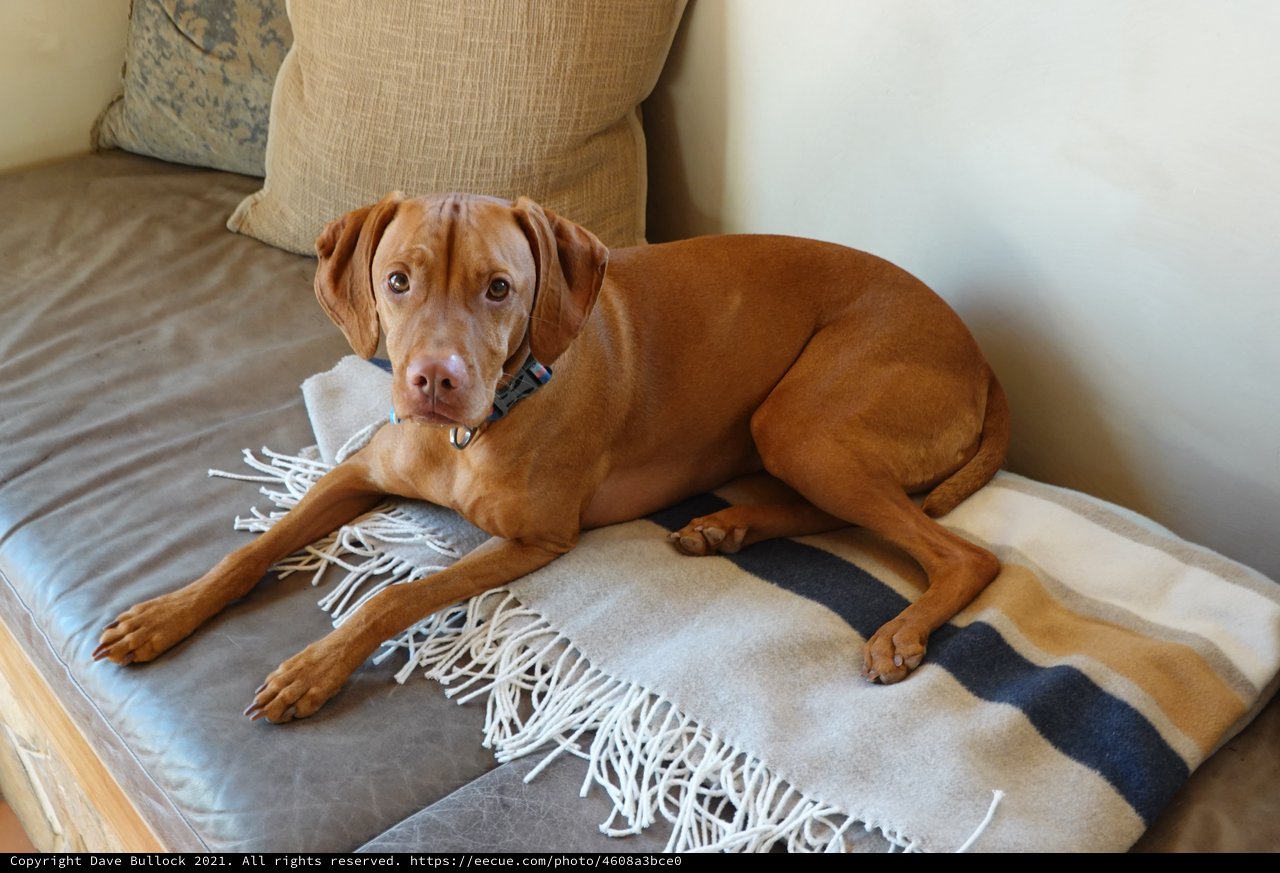 Cozy Vizsla Relaxing on Living Room Sofa