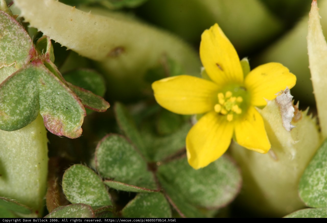 A Delicate Yellow Bloom