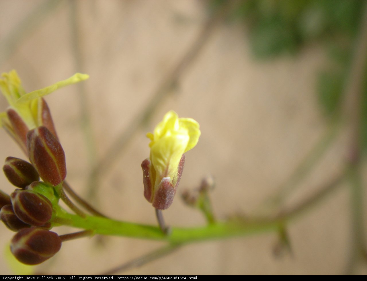 A Close-Up of a Flower Bud