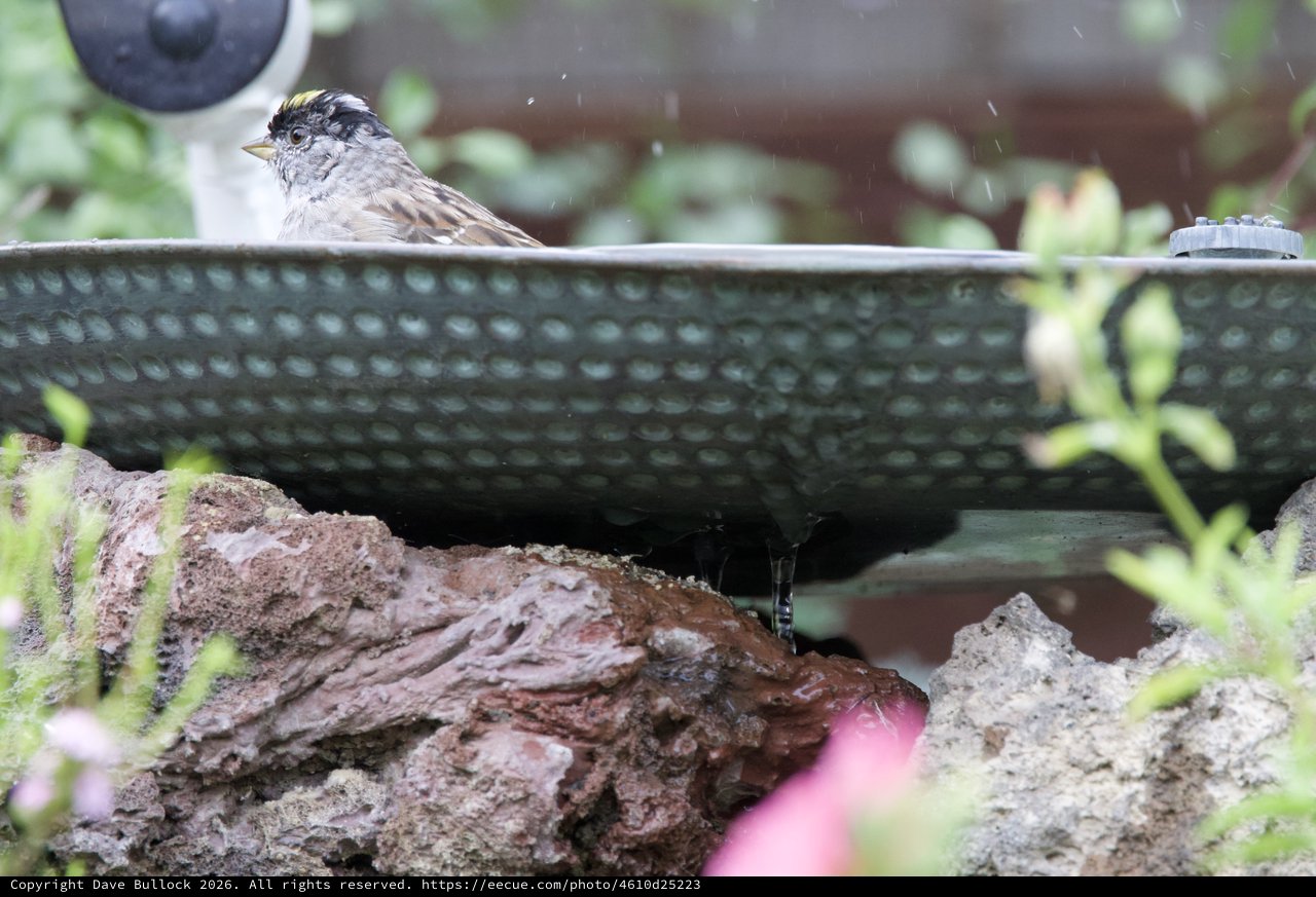 Golden-Crowned Sparrow Bathing in Garden Water Feature