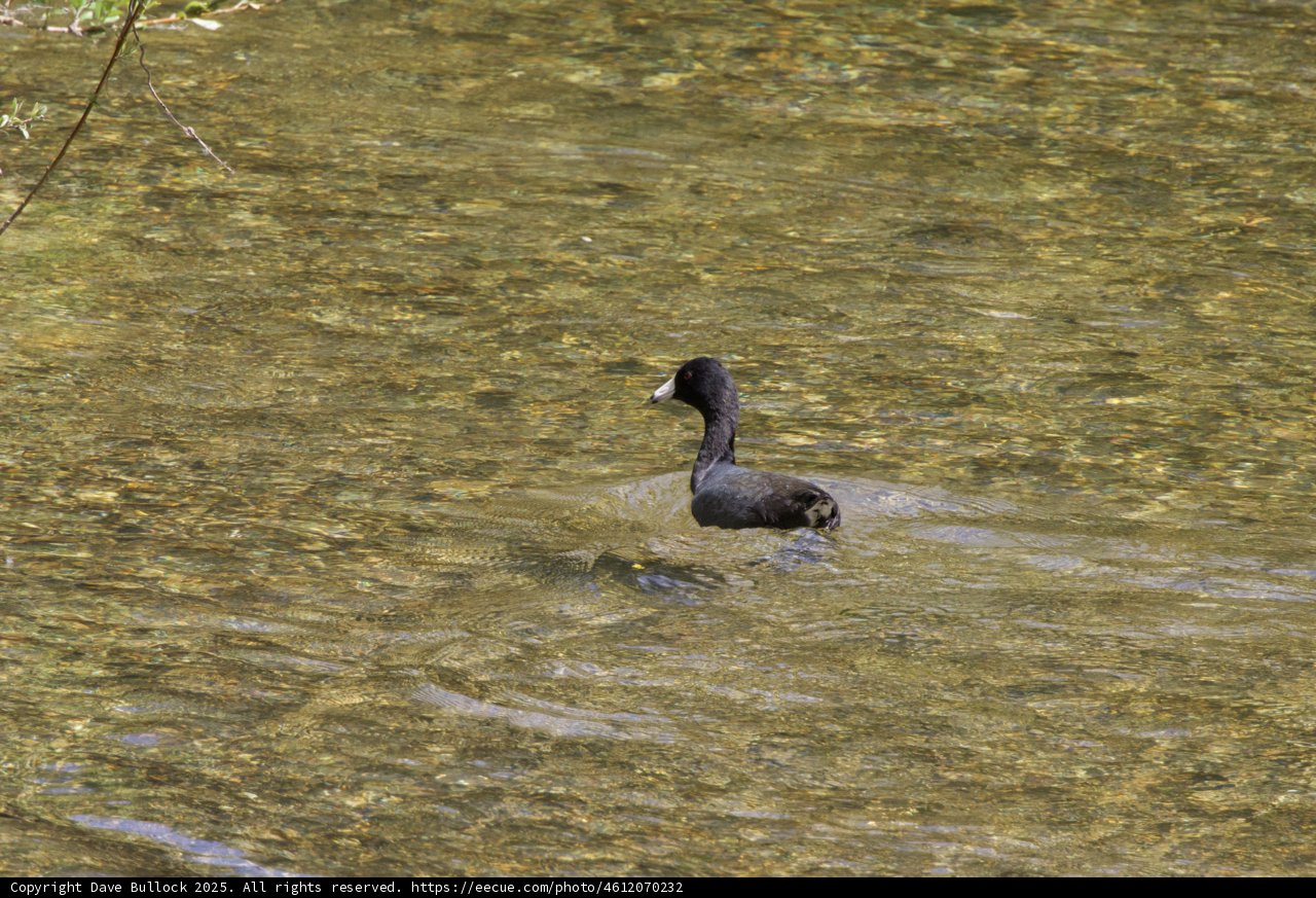 Tranquil Glide in Palo Corona