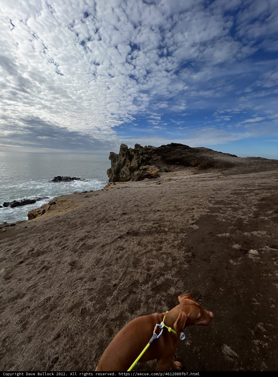 Rocky Beach Stroll with Furry Friend