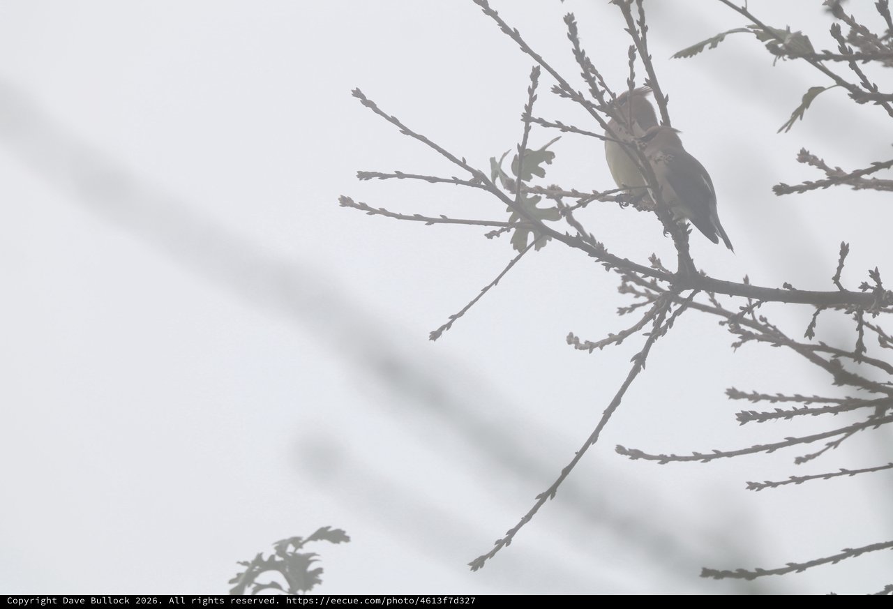 Sparrow Perched on Winter Branch in Fog