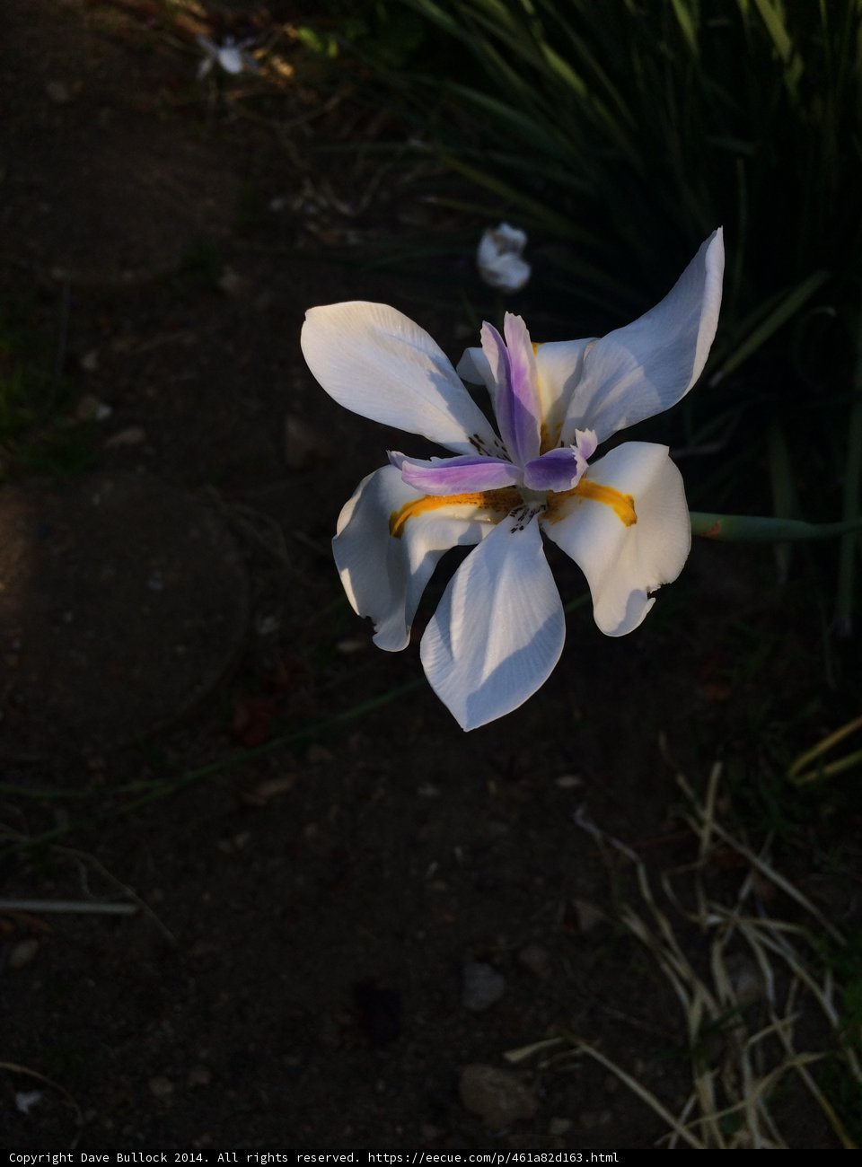 Radiant White Flower in Altadena