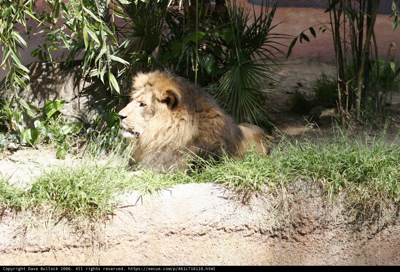 The Majestic Lion