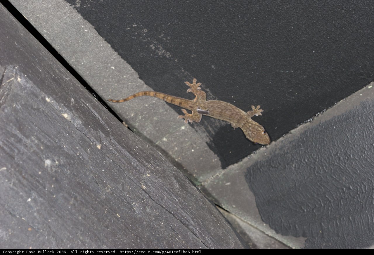 Gecko Perched On Building Wall