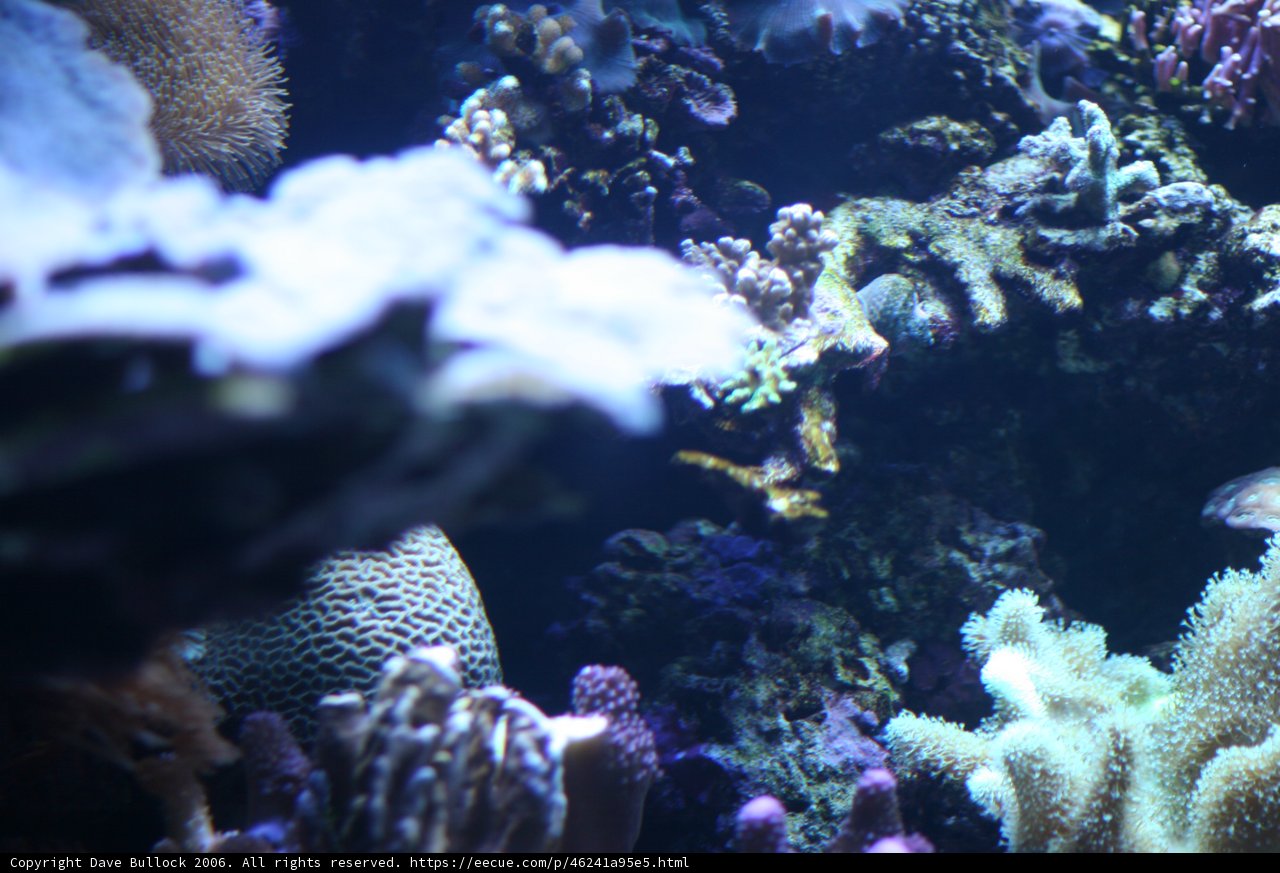 A Diverse Community in the Coral Reef