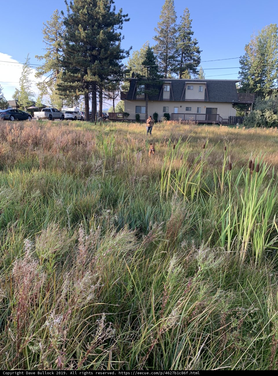 Serene Field at Lake Tahoe