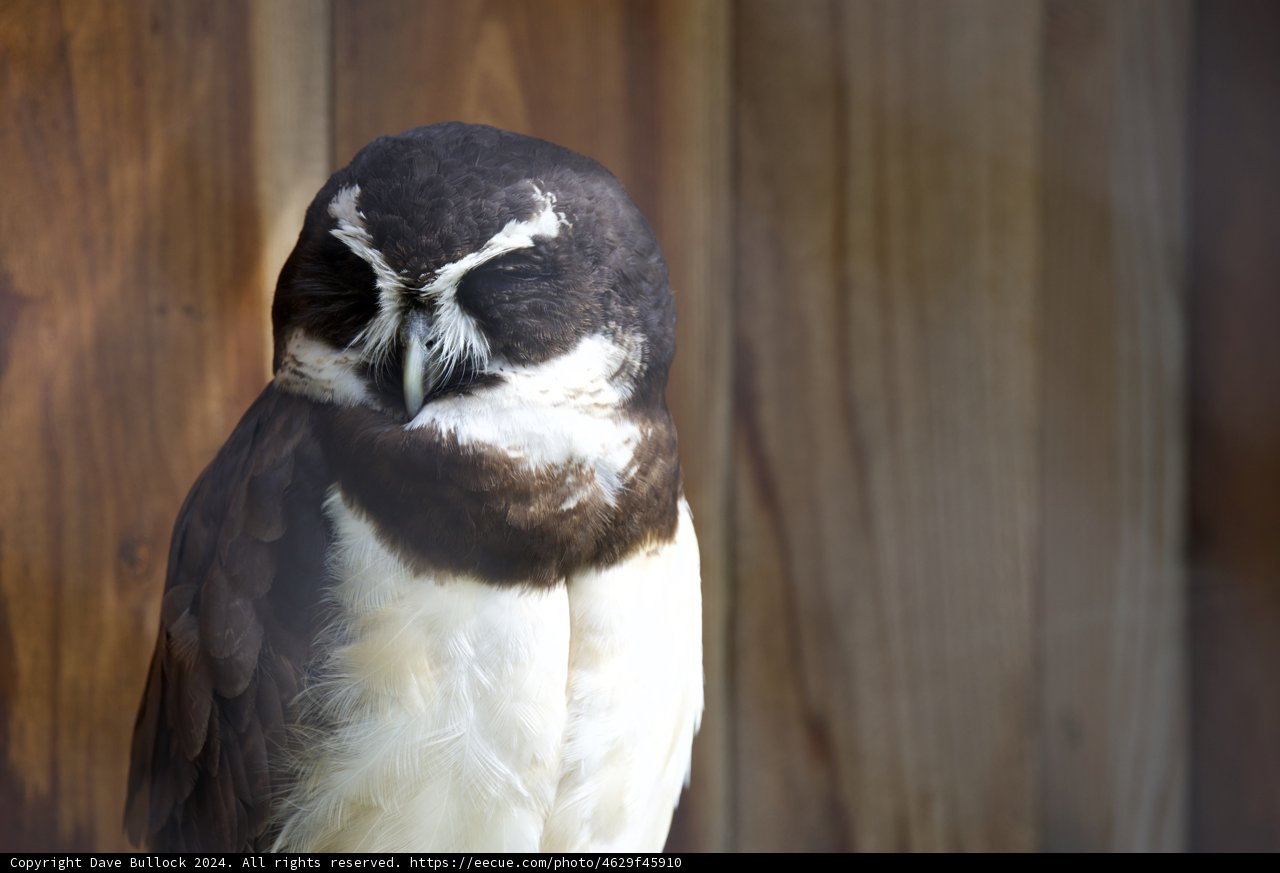 Majestic Perch