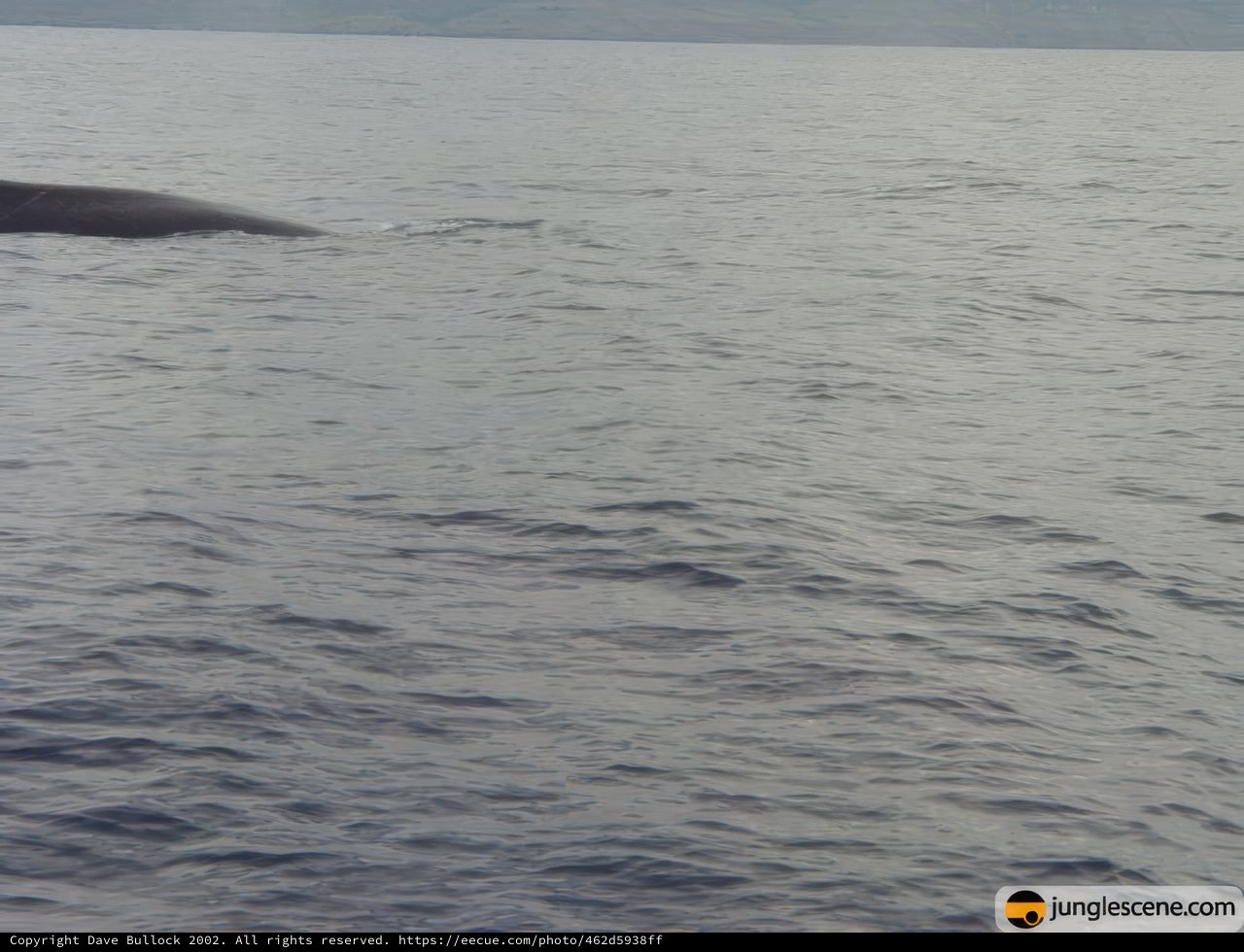 Majestic Humpback Whale in the Ocean