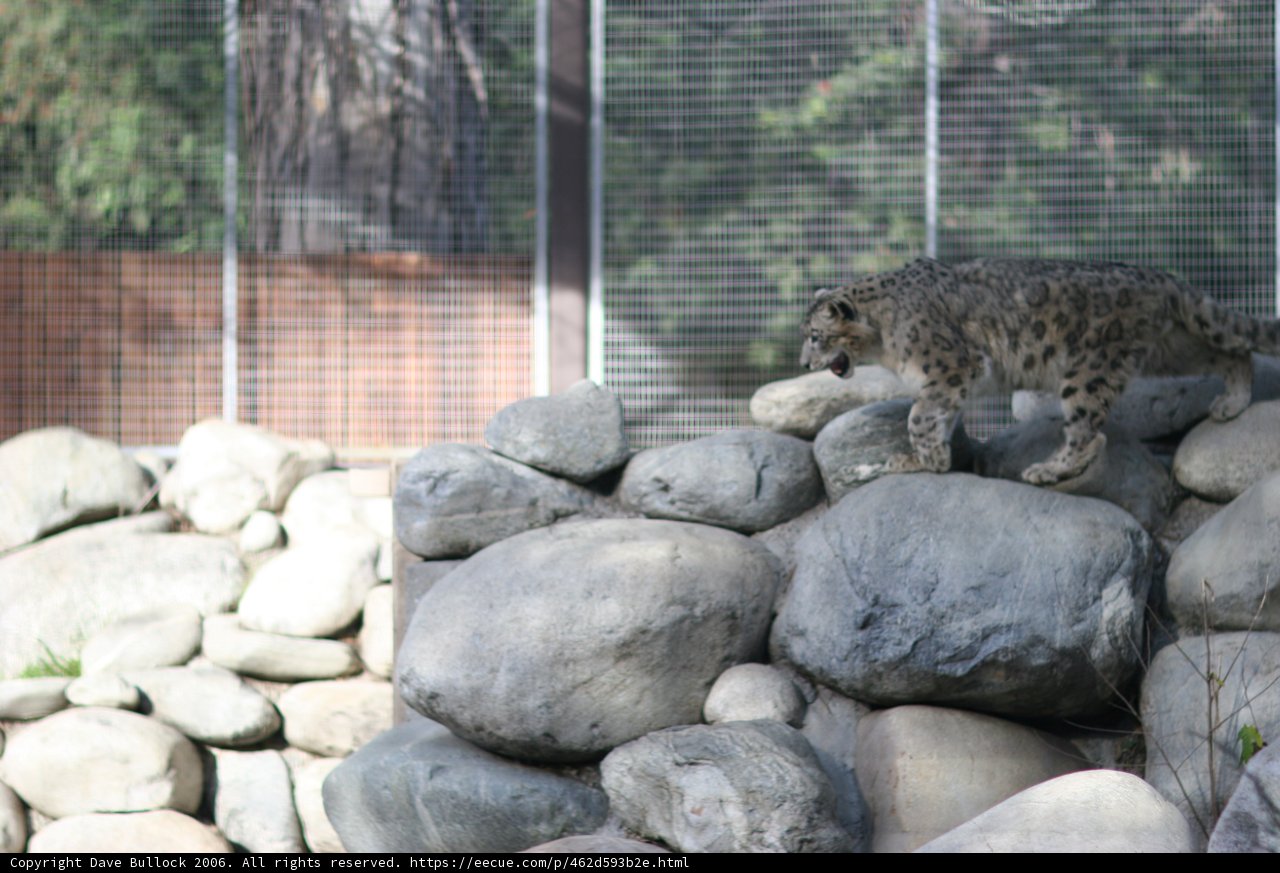 Majestic Snow Leopard at the Zoo